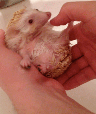hedgehog bath She's got a good grip