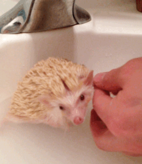 hedgehog bath toothbrush