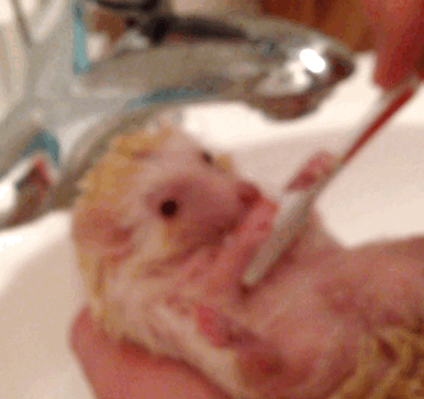 hedgehog bath tummy wash