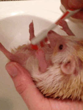 hedgehog bath scrub
