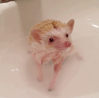 hedgehog bath Getting used to the water