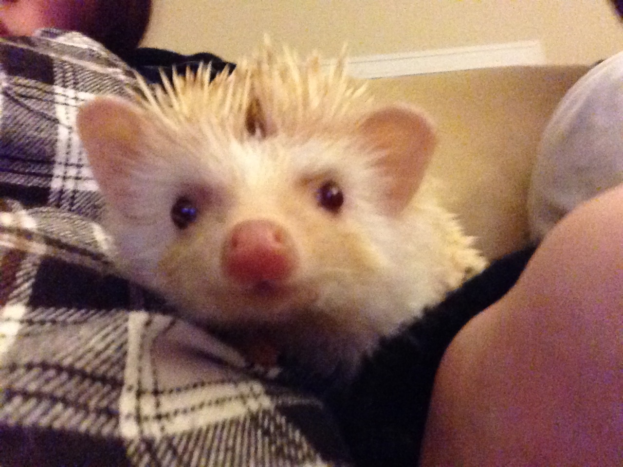 It's hard not to love a hedgehog