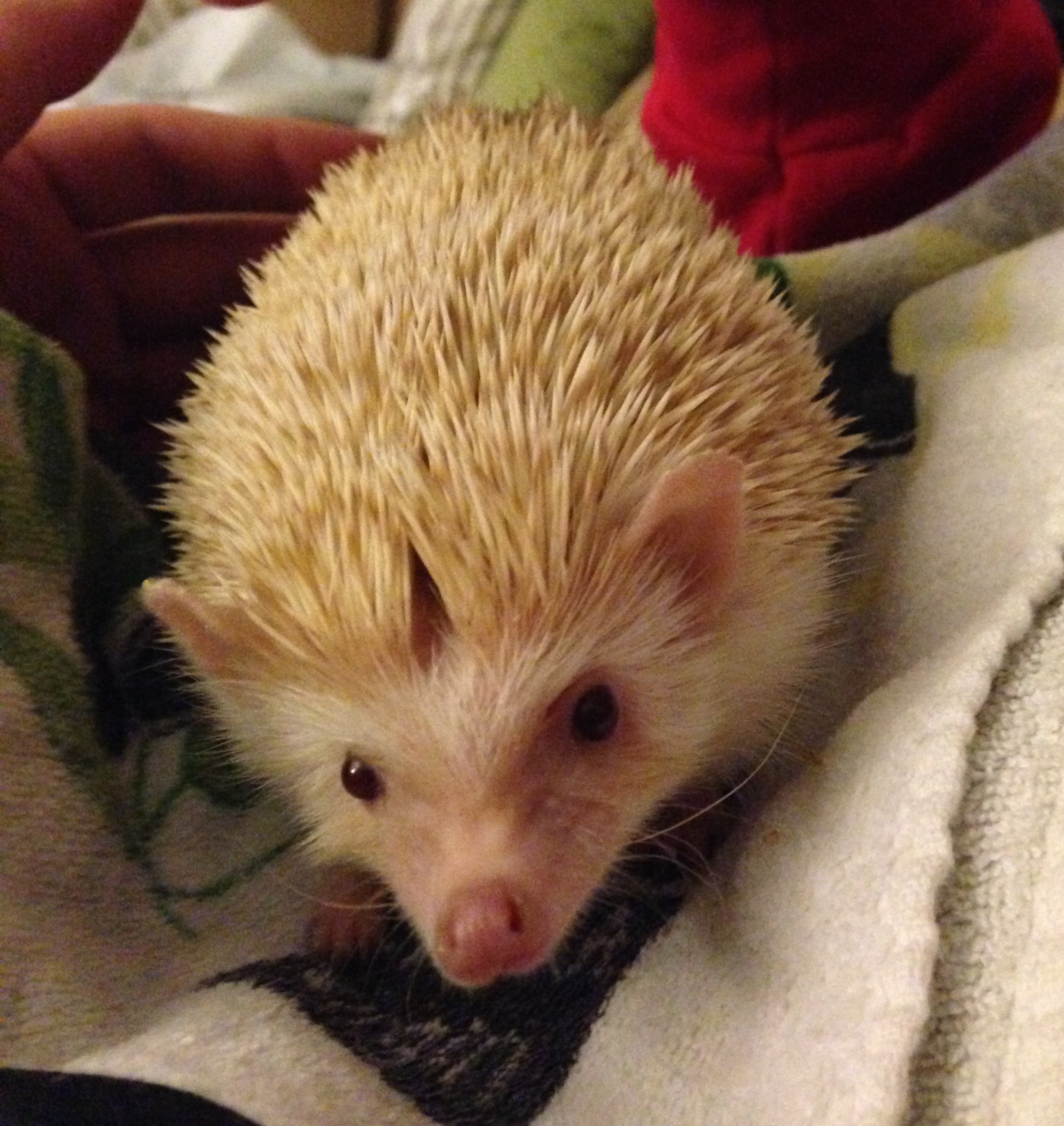It's hard not to love a hedgehog