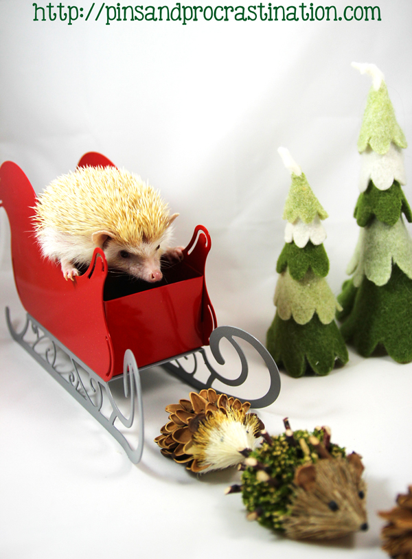 Falafel the hedgehog brings cuteness to a new level! Happy holidays from the adorable hedgehog. 