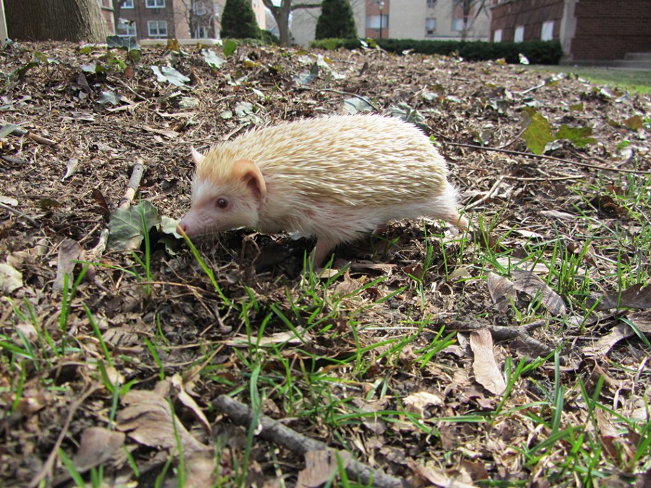 Falafel the Hedgehog goes outside
