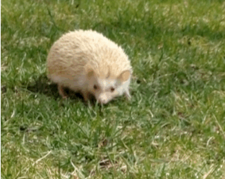 Falafel the hedgehog goes outside