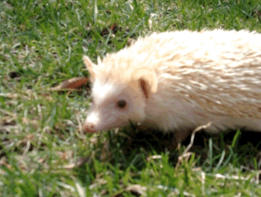 Falafel the Hedgehog goes outside