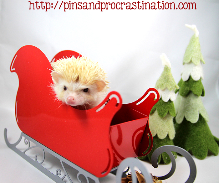 Falafel the hedgehog brings cuteness to a new level! Happy holidays from the adorable hedgehog. 