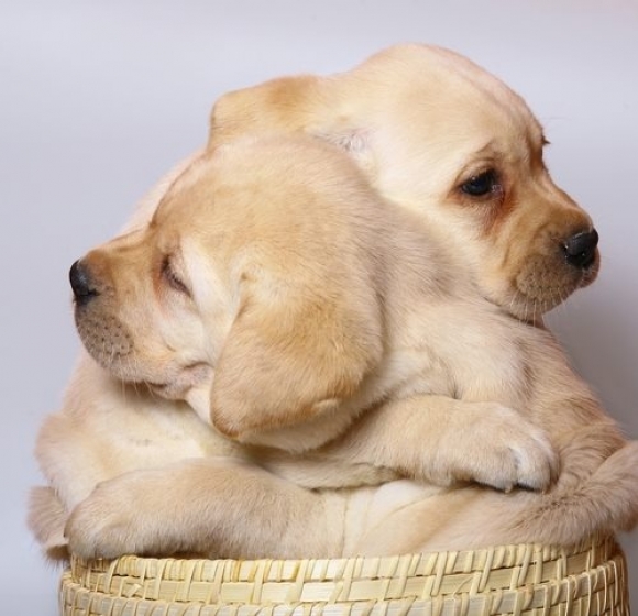l-Puppy-Hugs