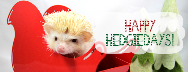Falafel the hedgehog brings cuteness to a new level! Happy holidays from the adorable hedgehog.